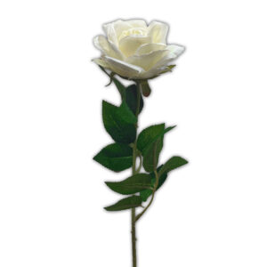 White silk Rose